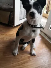 Etiqueta de identificación personalizada para perro y mascota, nombre grabado, teléfono, hueso, flor, nombre de identificación para gato, cachorro, colgante, llavero, accesorios para mascotas