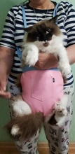 Pet-Carrier Backpack Pad-Bags Pet-Products Travel Adjustable Outdoor for Cat-Supplies
