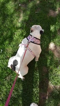 Dog-Harness Leash-Set Pets-Puppy No-Pull Dogs French-Bulldog Small Pug Breathable 