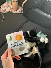 Cat-Toys Cattle-Grass Menthol-Flavor Organic Catnip Funny 100%Natural Care Clean-Teeth