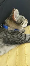 Collar personalizado con identificación de gato, Collar de seguridad para perros pequeños, con grabado de nailon, ajustable, para cachorros y gatitos