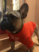 Letras de moda impreso Bulldog francés Camisa de algodón elástico ropa de perro mascota para Yorkshire Chihuahua verano bombero esposa camiseta bombero novia fuego emblema bombero Don bombero Cruz de traje