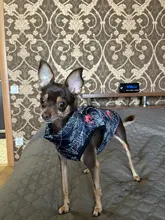 Ropa cálida para perros pequeños, abrigo para perros a prueba de viento, chaqueta acolchada, atuendo con chaleco, ropa para Chihuahua y Yorkshire, Invierno
