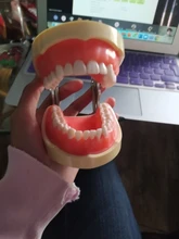 Modelo de enseñanza Dental de Modelo Dental, modelo estándar con mordedores de 32 tornillos, goma dura suave, 28 y 24 dientes