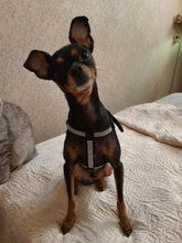 Suave de cuero de gamuza de arnés para perro Cachorro de diamantes de imitación chaleco para gatos mascota Mascotas Cachorro arneses para pequeño mediano perros Chihuahua rosa