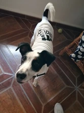 Ropa de perro de verano gran perro chaleco perro ropa camiseta sudadera chaleco para gatos mascota Camiseta de algodón ropa para perros mascotas ropa