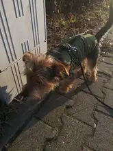 De invierno para mascotas ropa de perro francés mascota Bulldog cálido Chaleco con arnés abrigo perro ropa chaleco pequeño mediano para perros