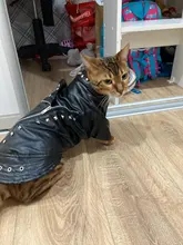 Pet Clothing Costumes Coat Kitten-Outfits Yorkshire Puppy Winter Warm Autumn for Chihuahua