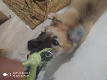 Toy Rope Dog-Toys Pet-Puppy Bite-Resistant Dogs Teeth-Cleaning Interactive Chien Chew-Ball