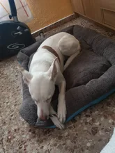 Dogs-Bed Sofa-House Big-Basket Small Large Waterproof Cat Bed Soft-Fleece for Medium