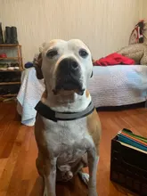 Arnés de perro sin tirar reflectante transpirable arnés de mascota ajustable para chaleco de perro ID parche personalizado para caminar al aire libre perro suministros