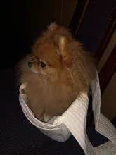 Handbag Tote-Bag Sling Kitten-Carrier Puppy Canvas Pet-Dog Travel Single-Shoulder Outdoor