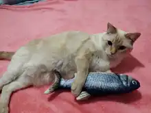 Juguete electrónico para gatos 3D Fish simulación eléctrica juguetes para peces para gatos mascota jugando gato de juguete suministros juguetes para mascota, juguetes para gatos
