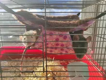 Hammock Hamster Hanging-Nest Pet-Supplies Bird Sleeping-Bed Chinchilla-Squirrel Warm