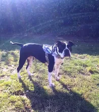 Arnés táctico militar para perros, Collar de trabajo K9 para mascotas pequeñas y grandes, chaleco de servicio para perros con mango, productos para mascotas