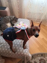 Panties Briefs Underwear Pet-Physiological-Pants Dog-Diaper Sanitary-Shorts Washable