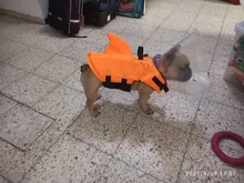 Chaleco salvavidas para perro, chaqueta salvavidas, ropa de baño para perros, traje de baño para mascotas, forma de tiburón