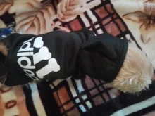 Adidog-ropa para perros pequeños, chaqueta con capucha deportiva de invierno, suéter de algodón suave abrigado puro, Chihuahua de peluche, ropa para cachorros