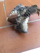 Simulation Bird Mouse Pet Cat Toy Kitten Interactive Training Scratching Toy Feather