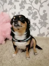 Seat-Belt Harnesses Stunt Puppy Bull Small-Pet Terrier Printed Dogs Chihuahua Shih Tzu