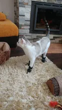 Zapatos para perros medianos y pequeños, botas impermeables de felpa antideslizantes de fondo suave, cálidas, calzado para Chihuahua, osito cachorro