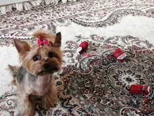 Dog-Shoes Socks Dogs Chihuahua Yorkie Snow Anti-Slip Small Winter Warm for Cats Thick