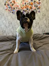 Vest Clothing Costume Pet-Jacket Fleece Doggy Puppy Animal Winter Warm for Soft-Plaid