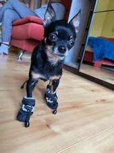 4 unidades/juego de zapatos de lluvia antideslizantes de Cachemira suave y cálida para mascotas, calzado suave a prueba de viento para perros y mascotas, zapatos impermeables antideslizantes