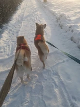 Adjustable Harness Dog-Accessories No-Pull-Vest Truelove Large Padded Pet-Dog Outdoor-Sport