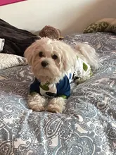 Pyjama Clothing Dog-Puppy-Jumpsuit Sleepingwear Warm Dogs Yorkshir-35 for Small Cat Medium