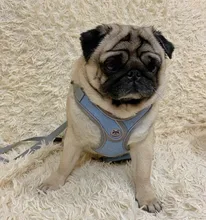 Arnés tipo chaleco sin tirones para perro, correa reflectante para perro pequeño y collar para terrier schnauzer Gato, suministros de entrenamiento para caminar, chihuahua