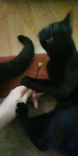 15 y 20 piezas hierba gatera Natural Gato Molar dientes con Matatabi Actinidia fruta Silvervine palillos de gato para aperitivo Limpieza de mascotas los dientes