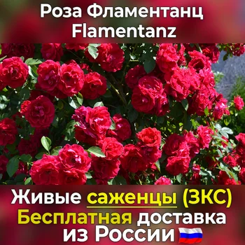 

Corded rose seedlings flamentanz (flammentanz)-not seeds, live flowers in a pot for your garden