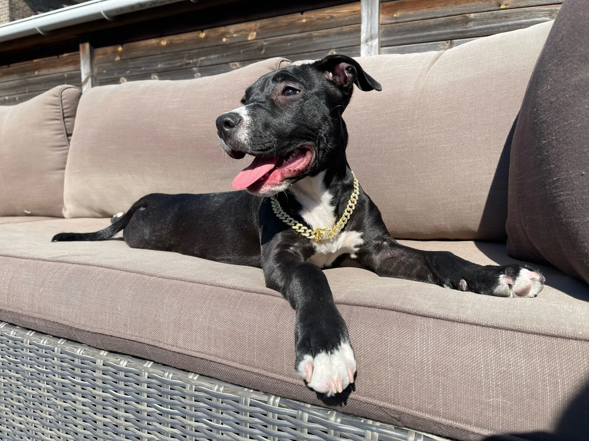 Diamante Dog Collar photo review