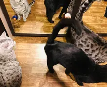 Natural Catnip Toys For Cats Crazy Healthy Cat Toys For Kitten Edible Treating Cleaning