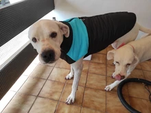 Ropa de perro grande invierno cálido mascota chaleco chaqueta impermeable perro abrigo ropa para perro grande Bulldog Golden Retriever ropa