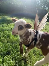 Sindlan-anillo gótico de plata para mujer, Set de 6 uds. De Anillos con diseño de corazón Punk, mariposa, Cupido, joyería femenina