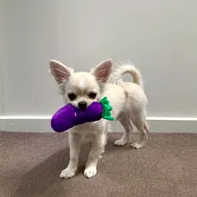 Pelota para perro mascota perros pequeños juguetes para masticar goma cachorro juguete resistente a morder dientes entrenamiento divertido interactivo suministros para perros mascota