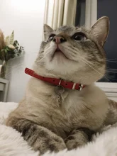 Cat Collar Safety Puppy Collar Chihuahua Solid Dog Collar For Cats Kitten Pet Cat Collars