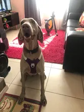 Harness Vest Belt Chest-Strap Dog-Training-Reflective Big-Dogs Adjustable Outdoor 