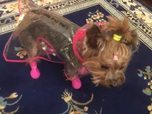 Zapatos para mascota de perro de lluvia, 4 unidades/lote S/M/L, botines de goma antideslizantes, impermeables, para perros y gatos