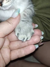 Tapas coloridas para uñas de gato, 20 unids/lote con pegamento adhesivo gratis, talla XS S M LGift para mascotas