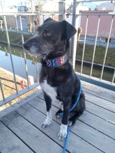 Dog-Collar Pitbull German Shepherd Reflective Nylon Padded Breathable Striped Large Medium