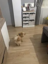 No-¡perro arnés reflectante ajustable de franela acolchada pequeño, mediano y grande arnés tipo chaleco para perro fácil para caminar de formación