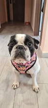 Arnés de Mascota para Bulldog Francés, correas pequeñas y medianas para perros, chaleco de cachorro francés, correa de plomo para perro que camina, productos para mascotas