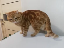 Clippers Pets-Shaver Gromming-Trimmer-Kit Haircut-Machine Dogs Rechargeable Baorun P2