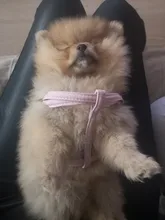 Leash-Collar-Set Dog-Harness Adjustable Small Walking Outdoor Medium Cute Bow Soft 