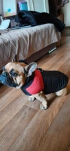 Vest Jacket Pets-Clothing Pug-Coat Puppy Dogs French Bulldog Waterproof Small Winter