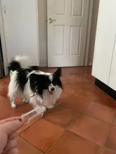 Pet-Supplies Teddy-Dog-Brush Teeth-Tool Tartar Dog-Cat-Cleaning Super-Soft Bad-Breath