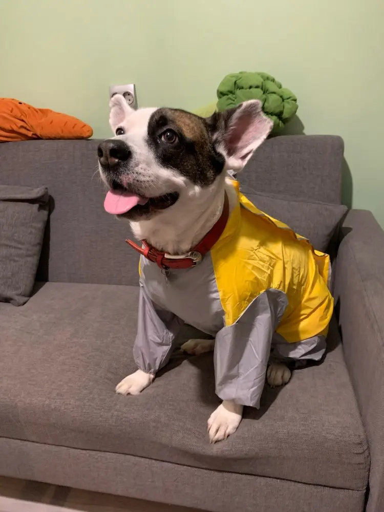 Dog Raincoat | Best Dog Raincoat | Dog Raincoat with Legs photo review